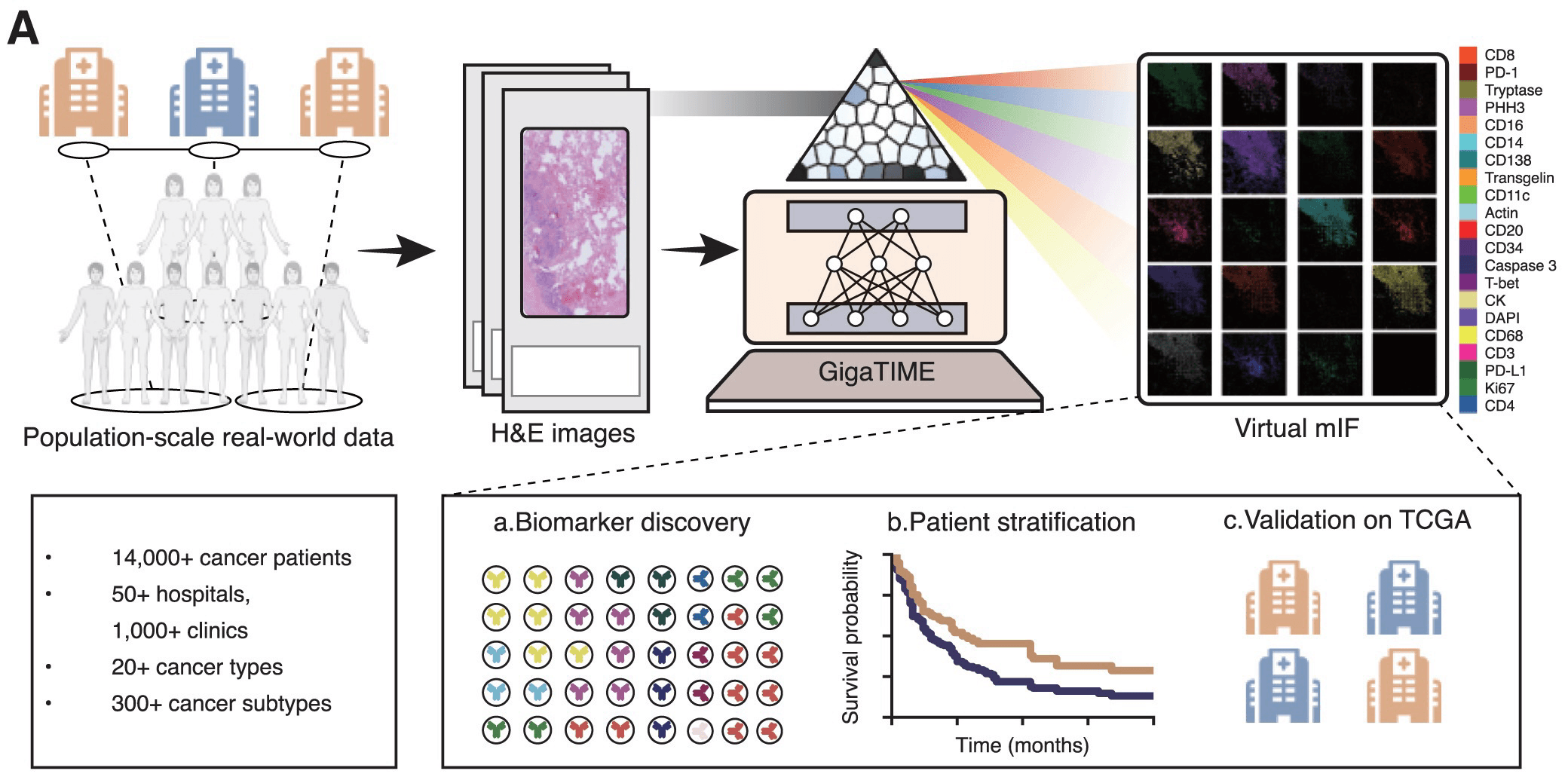 Multimodal AI generates virtual population for tumor microenvironment modeling